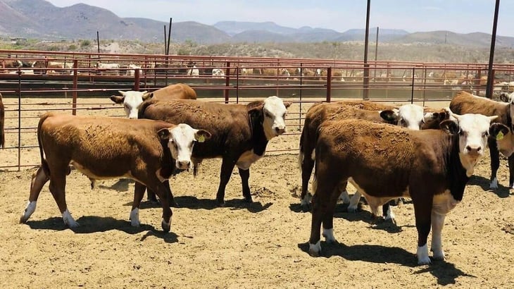 Gusano barrenador podría llegar pronto a Texas