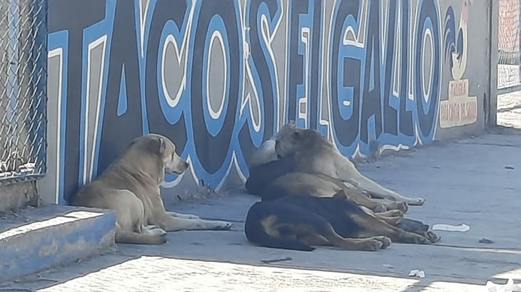Perros callejeros, los más vulnerables por gusano barrenador en Monclova