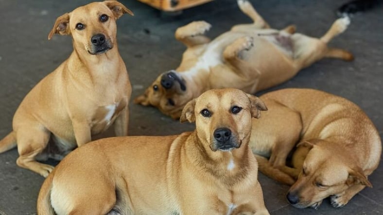 Perrito 'Caramelo' entra en la lista de razas mexicanas