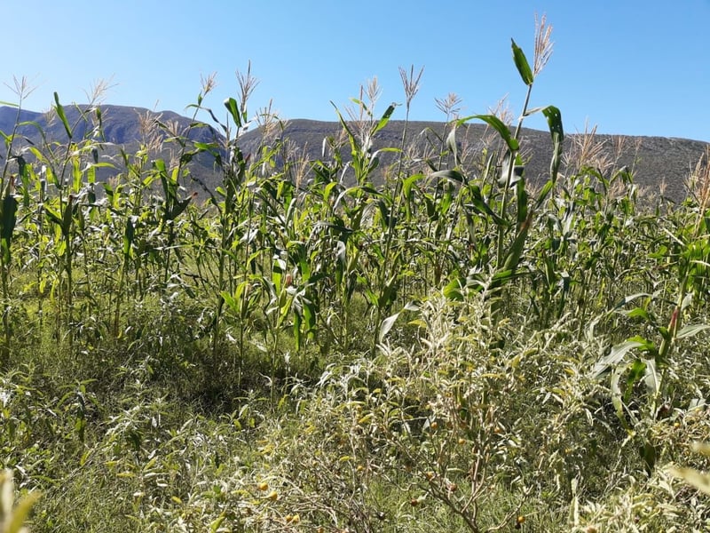 Muere el campo en la Región Centro