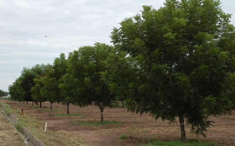 Muere el campo en la Región Centro