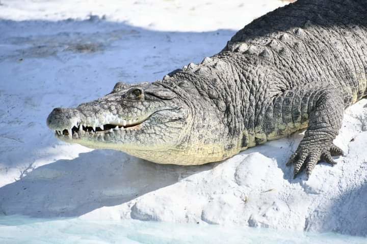 GALERÍA: Abren puertas del Ecoparque Monclova