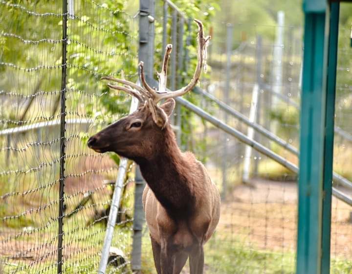 GALERÍA: Abren puertas del Ecoparque Monclova