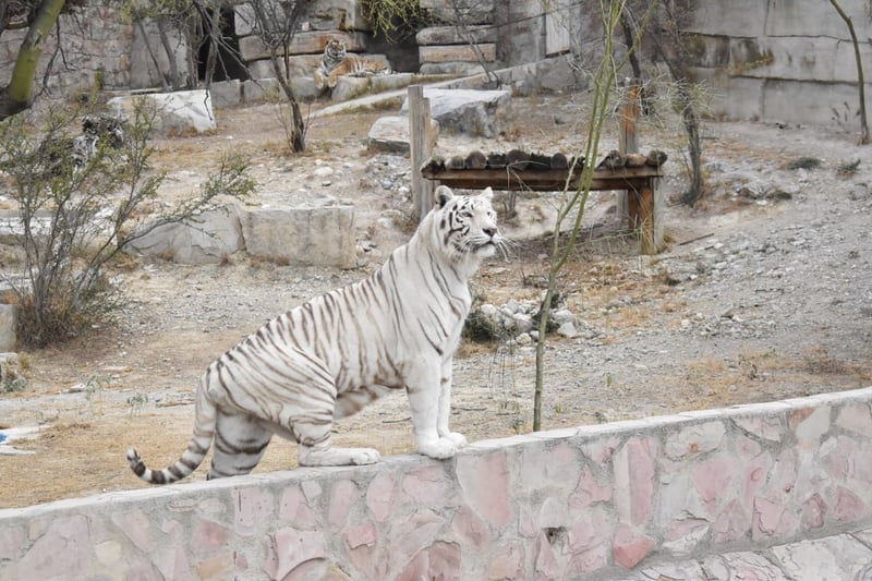 GALERÍA: Abren puertas del Ecoparque Monclova