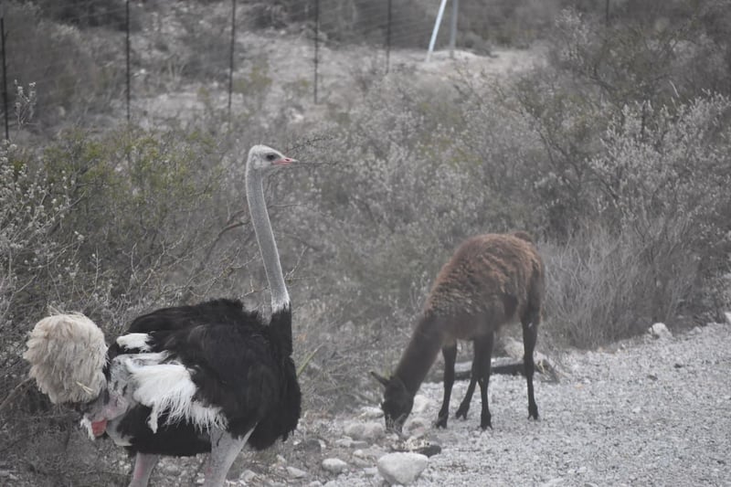 GALERÍA: Abren puertas del Ecoparque Monclova