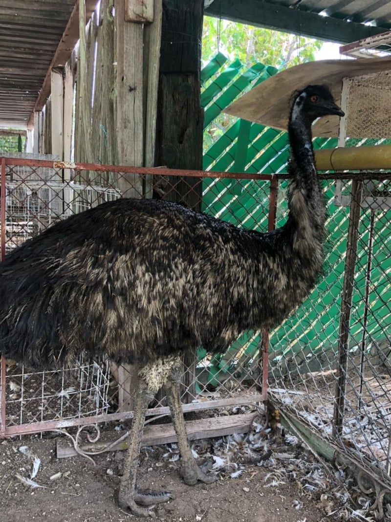 El Aviario de Monclova invita a la ciudadanía a visitarlo