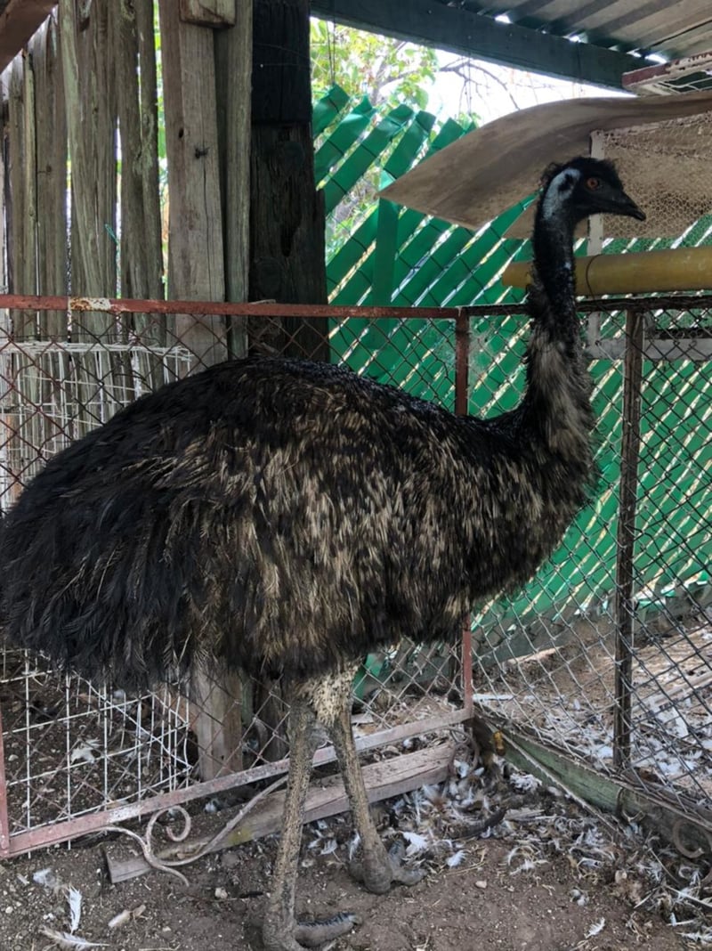 El Aviario de Monclova invita a la ciudadanía a visitarlo