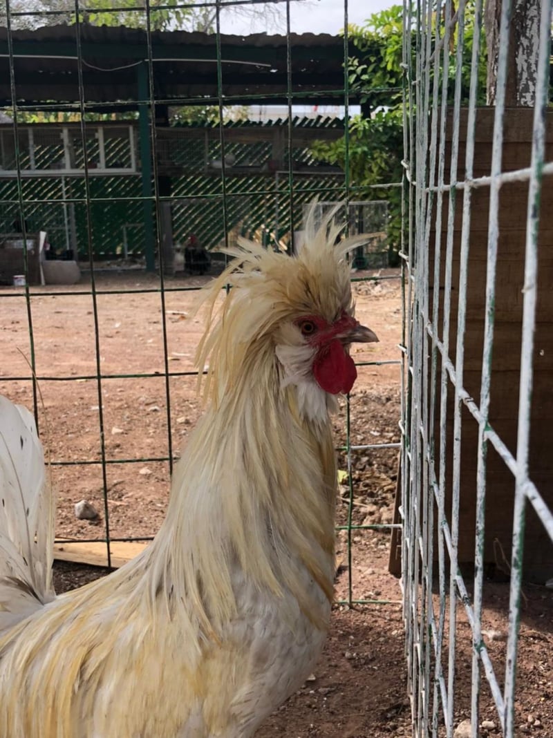 El Aviario de Monclova invita a la ciudadanía a visitarlo