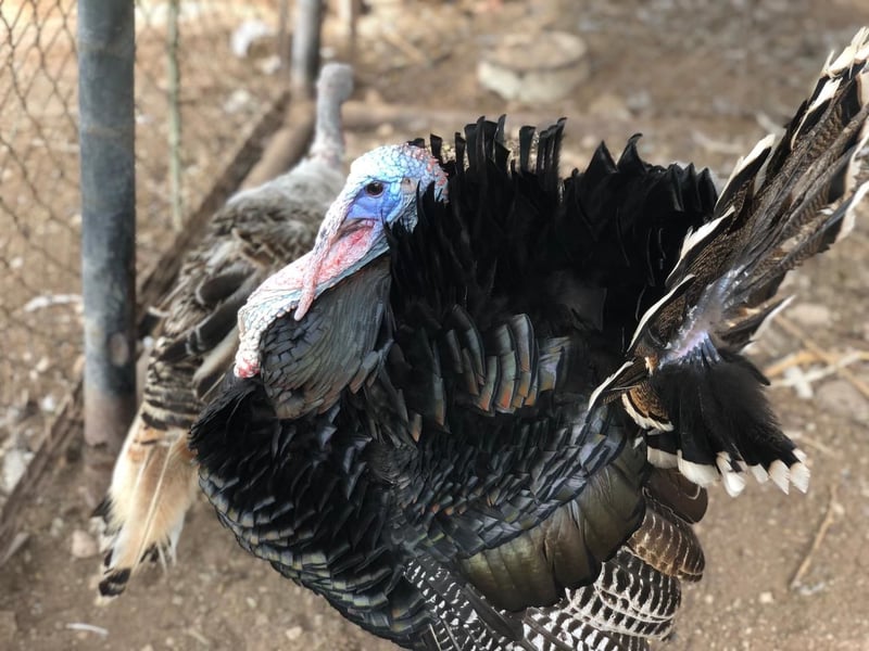 El Aviario de Monclova invita a la ciudadanía a visitarlo