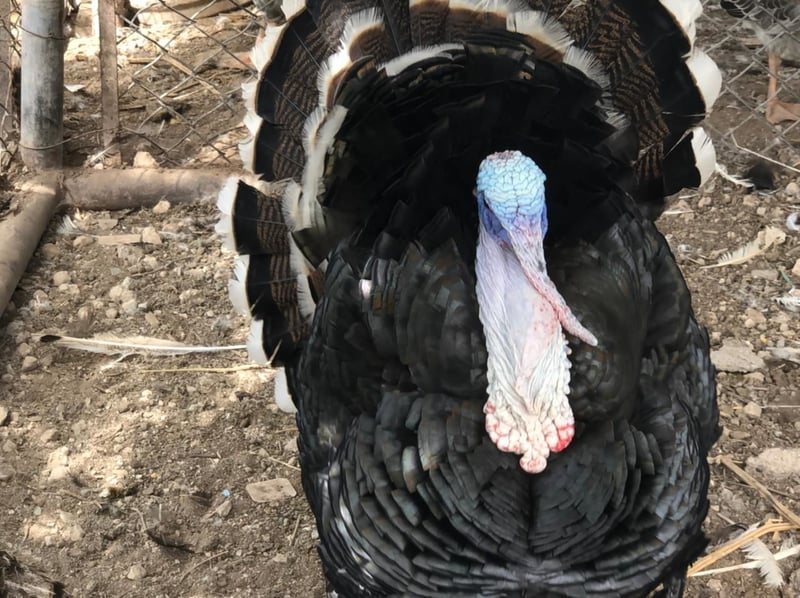 El Aviario de Monclova invita a la ciudadanía a visitarlo