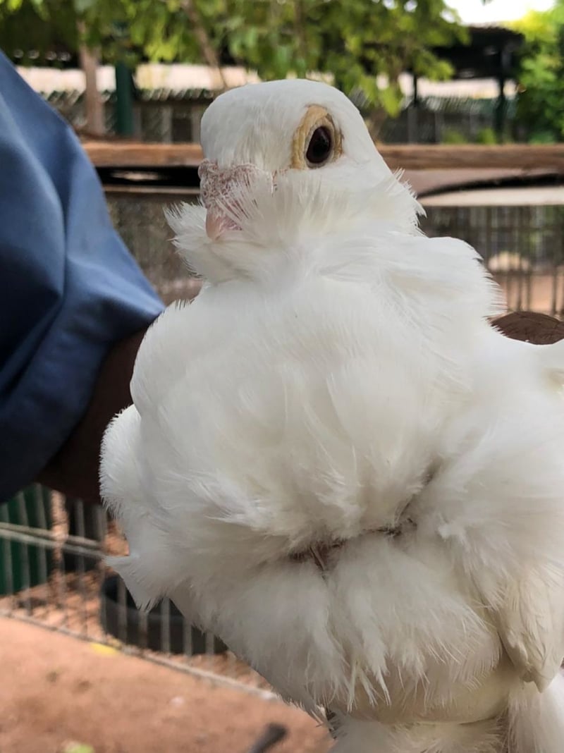 El Aviario de Monclova invita a la ciudadanía a visitarlo