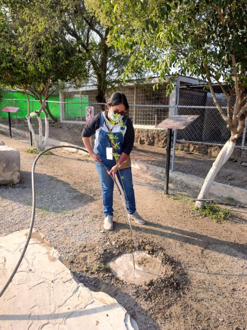 Reforestación en Ecoparque de Monclova