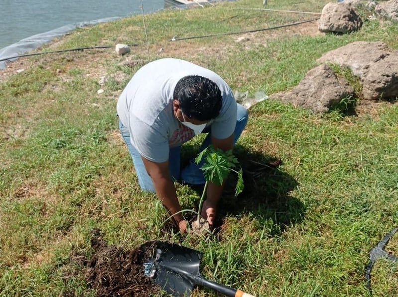 Reforestación en Ecoparque de Monclova