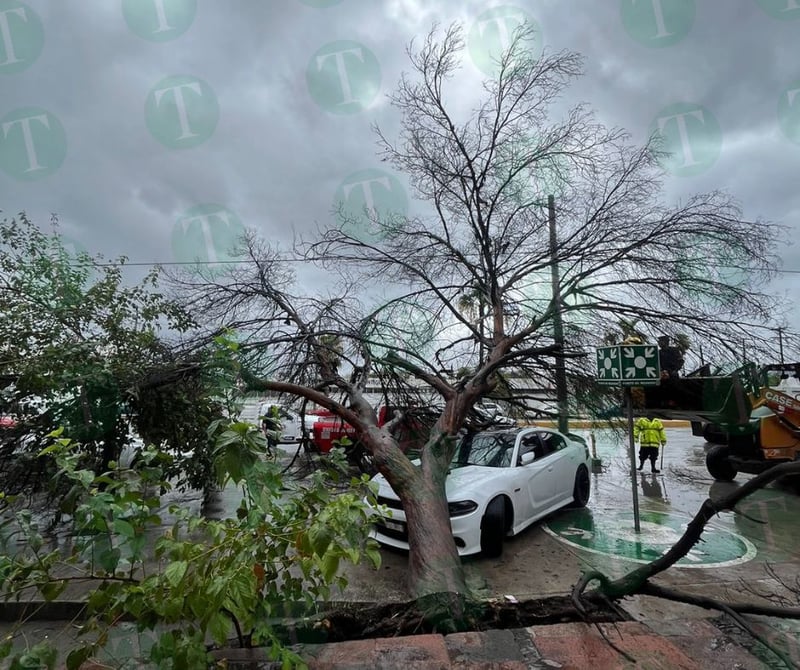 Brindan apoyo a propietarios de automóvil dañado por la caída de un árbol en Monclova 