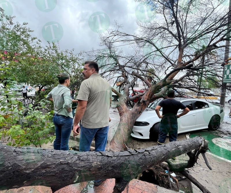 Brindan apoyo a propietarios de automóvil dañado por la caída de un árbol en Monclova 