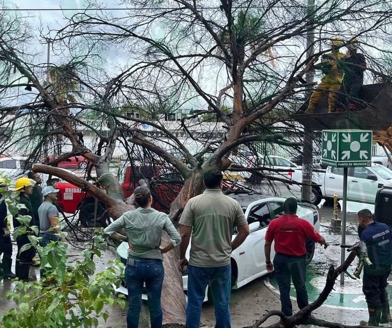 Brindan apoyo a propietarios de automóvil dañado por la caída de un árbol en Monclova 