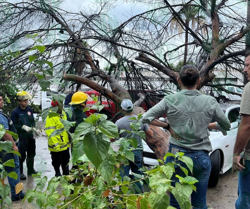 Brindan apoyo a propietarios de automóvil dañado por la caída de un árbol en Monclova 