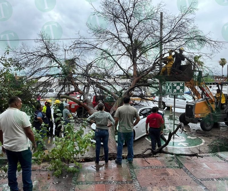 Brindan apoyo a propietarios de automóvil dañado por la caída de un árbol en Monclova 