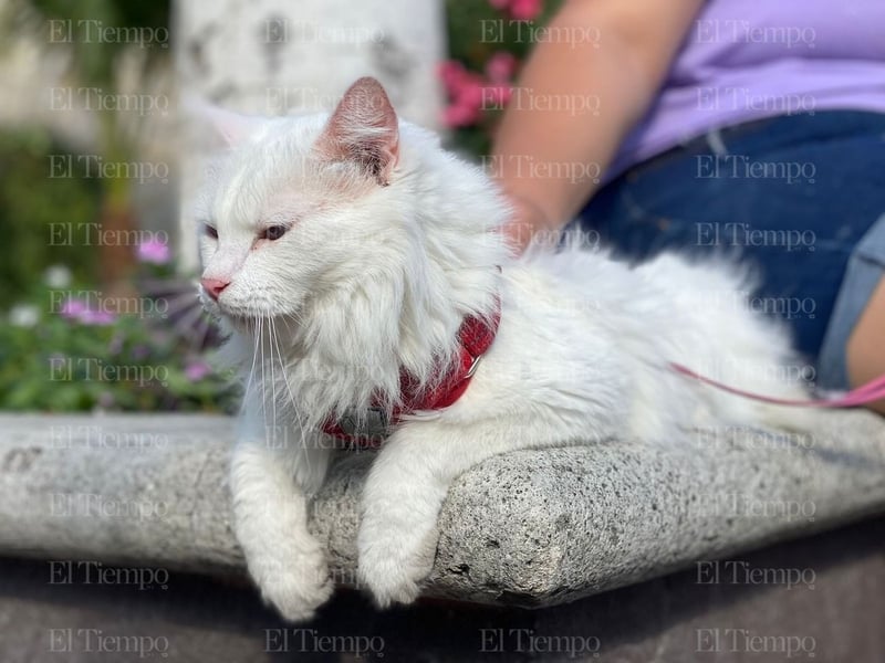 Bendición de las mascotas en la parroquia San Francisco de Asís por el santo día del patrono.