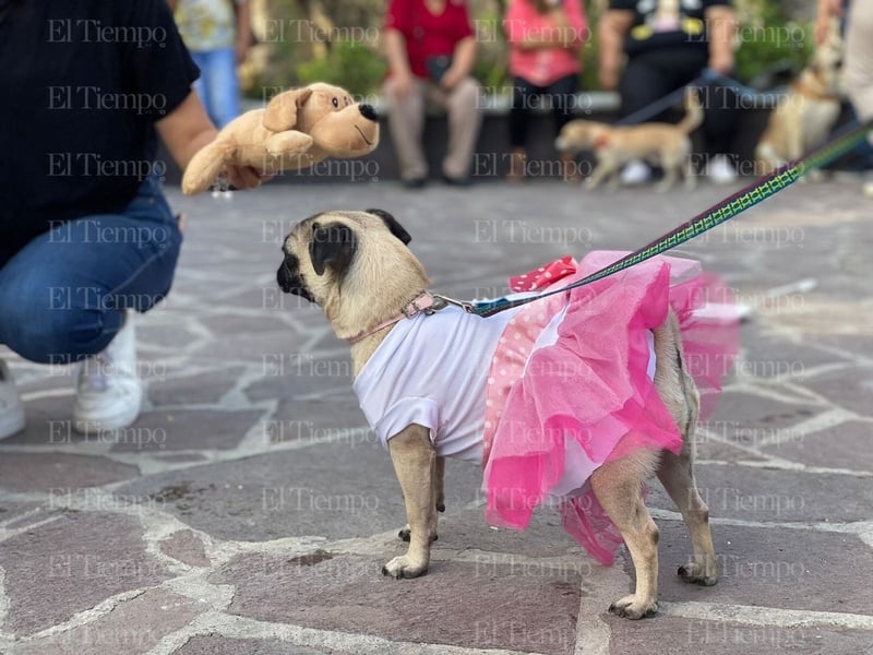 Bendición de las mascotas en la parroquia San Francisco de Asís por el santo día del patrono.