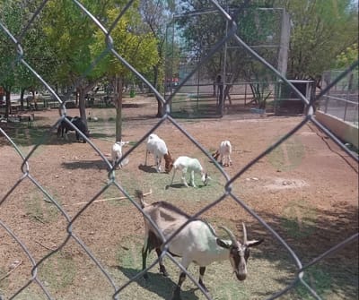 Zoológico Municipal y Ecoparque con nuevos proyectos