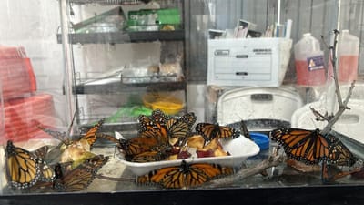 Monclova sigue en espera de avistamientos  por la migración de la mariposa monarca