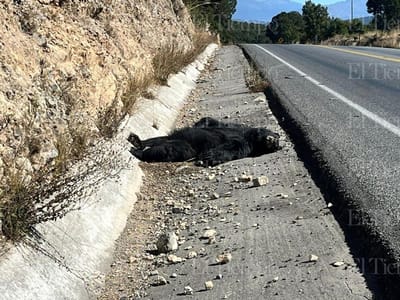 Oso es hallado sin vida en carretera 57; posible atropellamiento