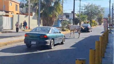 Ganado suelto entre las calles de la colonia Progreso