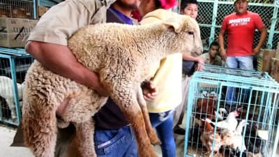 SCJN aprueba sancionar el maltrato de animales en rituales