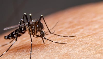 Suman dos casos confirmados de dengue en Piedras Negras