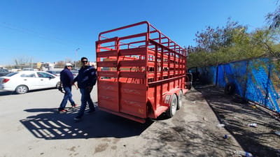 Caballo ileso en choque de traila