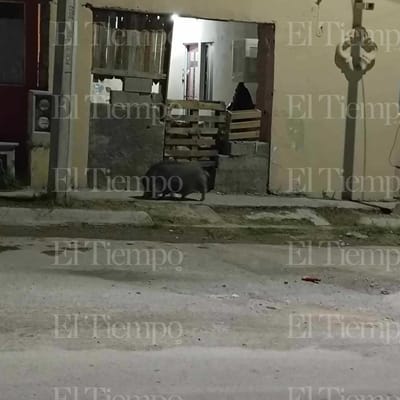 Cerdito vietnamita escapa del Ecoparque y es visto en calles de Monclova
