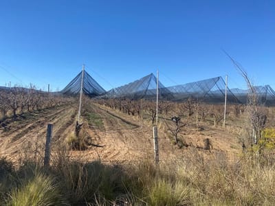 Productores de manzana en Arteaga esperan buena cosecha