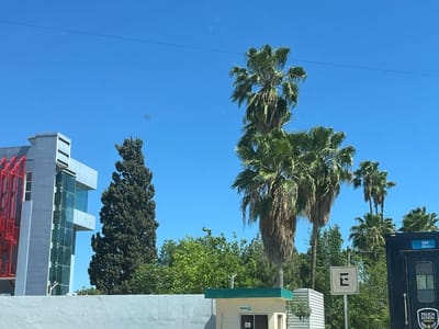 Livistona: Una joya verde que embellece y beneficia a Monclova