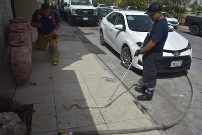 Víbora causa pánico en comensales de restaurante