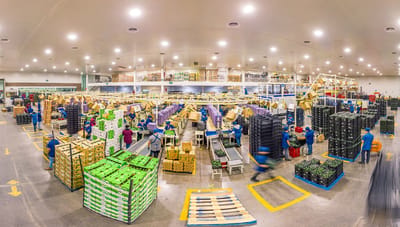 Arancel del 25% de EE.UU. pone en riesgo exportaciones mexicanas de aguacate y empleo nacional