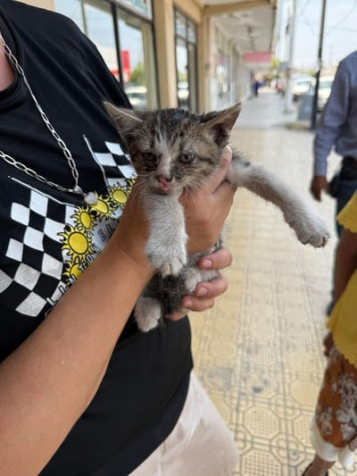 Bomberos rescatan a gato atrapado bajo un coche en Nueva Rosita tras llamado ciudadano urgente
