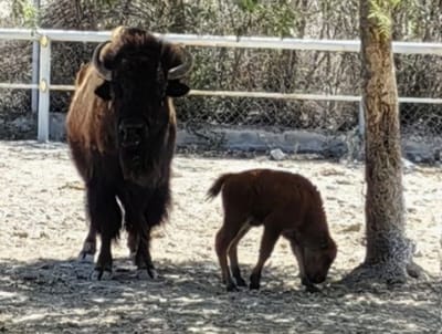 Nuevo habitante en el Ecoparque, nace búfalo americano y ya está en observación