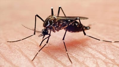 Monclova refuerza fumigación para frenar el dengue en colonias de riesgo
