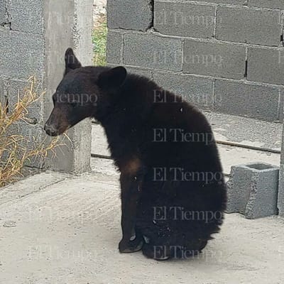Oso negro fue capturado por Bomberos en la colonia Feste de Monclova