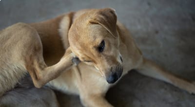  Rickettsiosis provoca 8 muertes en Saltillo en 2025