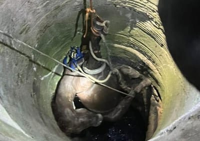 Bomberos de Sabinas rescatan potranca atrapada en noria profunda nocturna