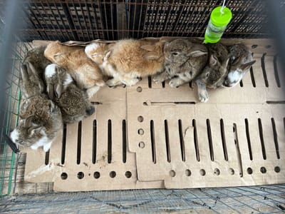 Venta de animales persiste en la Zona Centro de Monclova pese a prohibición