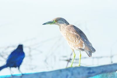 Región Carbonífera en alerta por llegada de aves infectadas H5N1