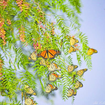Avistamiento de la mariposa Monarca comienza en Coahuila