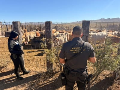 Refuerzan vigilancia en Ocampo y ejidos ante preocupación de ganaderos