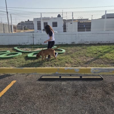 Estudiantes de preparatoria impulsan acciones de bienestar animal en Monclova