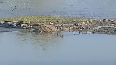 Hallan cuerpo sin vida en el río Bravo, a la altura del Paseo del Río