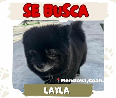 Centro de Bienestar Animal difunde búsqueda de perrita extraviada en Monclova