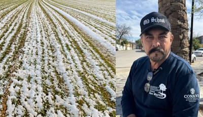 Heladas desfasadas en San Juan de Sabinas afectan cultivos agricolas
